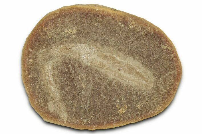 Pennsylvanian Worm (Didontogaster) Fossil - Mazon Creek #325916